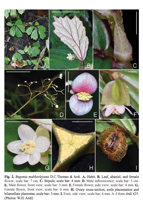 B. mabberleyana